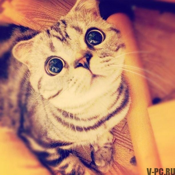 Shishi-Maru poznati-mačka na Instagram-005