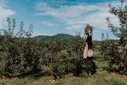 ideje za jesenje fotografije za instagram - djevojka bira jabuke